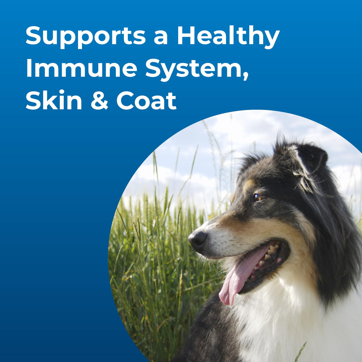 High Calorie Liquid Nutritional Supplement for Dogs & Puppies 16 oz V754738