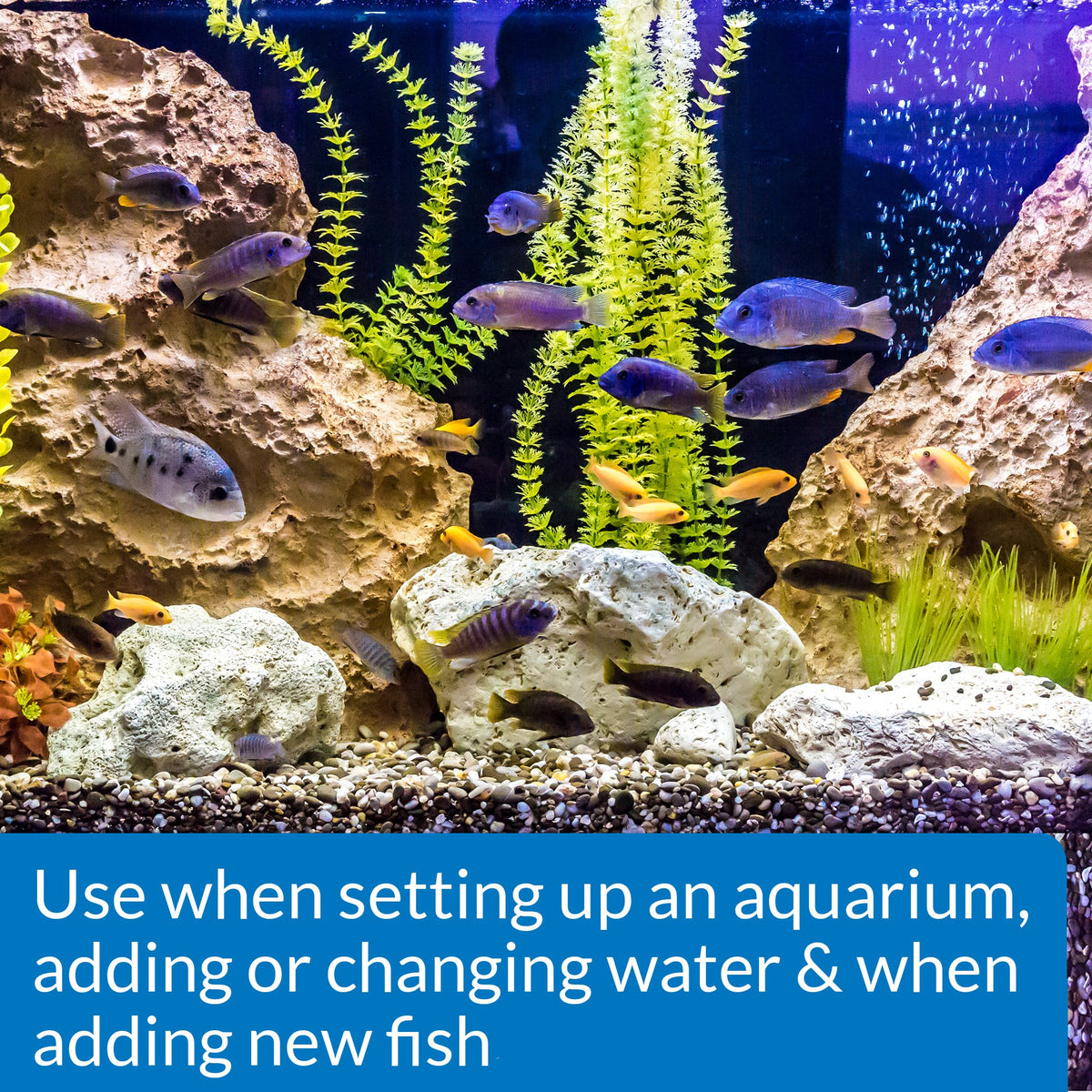 Freshwater & Saltwater Aquarium Nitrifying Bacteria 8 oz K733